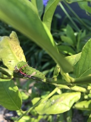 Papilio aegeus aegeus