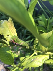 Papilio aegeus aegeus