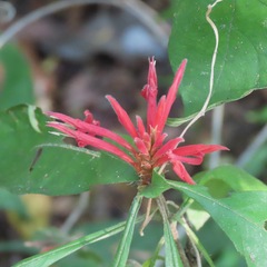 Acanthoideae