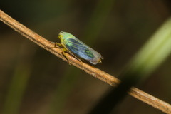 Cicadella