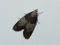 Aphomia baryptera