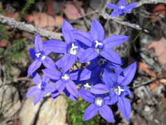 Wahlenbergia gymnoclada