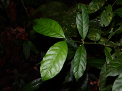 Ronabea latifolia