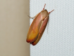 Ptyoptila matutinella