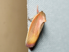 Ptyoptila matutinella