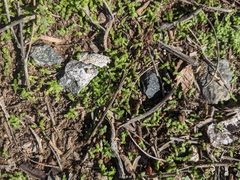 Oncosiphon pilulifer