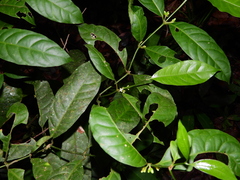 Ronabea latifolia