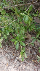 Scaevola taccada