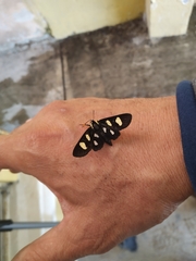 Androloma disparata