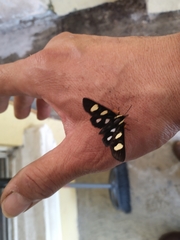Androloma disparata