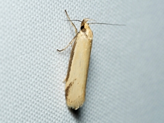 Philobota protecta