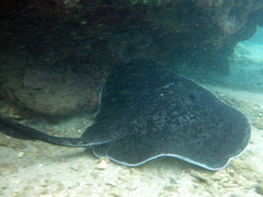 Taeniurops meyeni