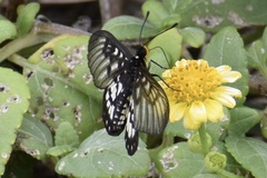 Acraea andromacha
