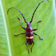 Lissonotus flavocinctus