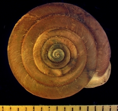 Ashmunella bequaerti