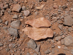 Colophospermum mopane