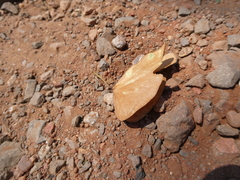 Colophospermum mopane