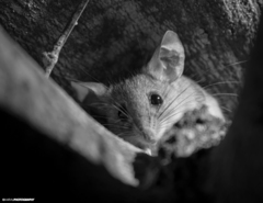 Peromyscus eremicus