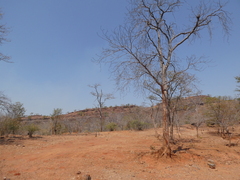 Colophospermum mopane