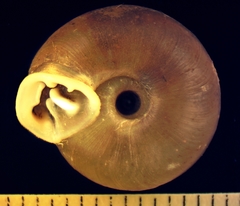 Ashmunella bequaerti