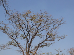 Colophospermum mopane
