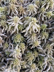 Sphagnum magellanicum
