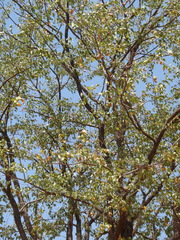 Colophospermum mopane