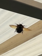 Chondropyga dorsalis