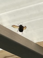 Chondropyga dorsalis