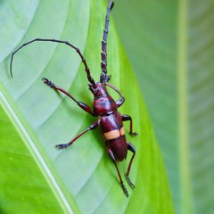 Lissonotus flavocinctus