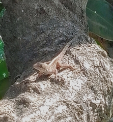 Anolis sagrei