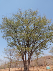 Colophospermum mopane