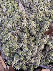 Sphagnum magellanicum