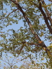 Colophospermum mopane