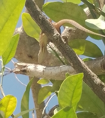 Anolis sagrei