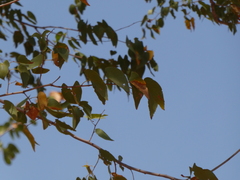 Colophospermum mopane