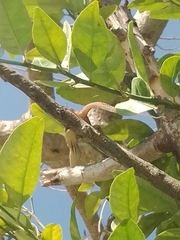 Anolis sagrei