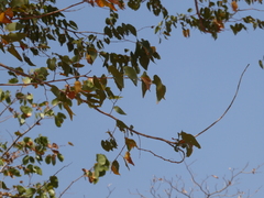 Colophospermum mopane