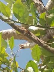 Anolis sagrei