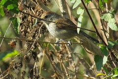 Thamnophilus ruficapillus