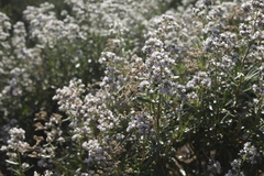 Eriodictyon trichocalyx