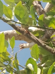 Anolis sagrei