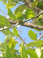 Anolis sagrei