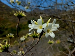 Cordia globulifera