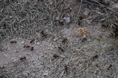 Pogonomyrmex bicolor