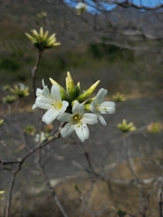 Cordia globulifera