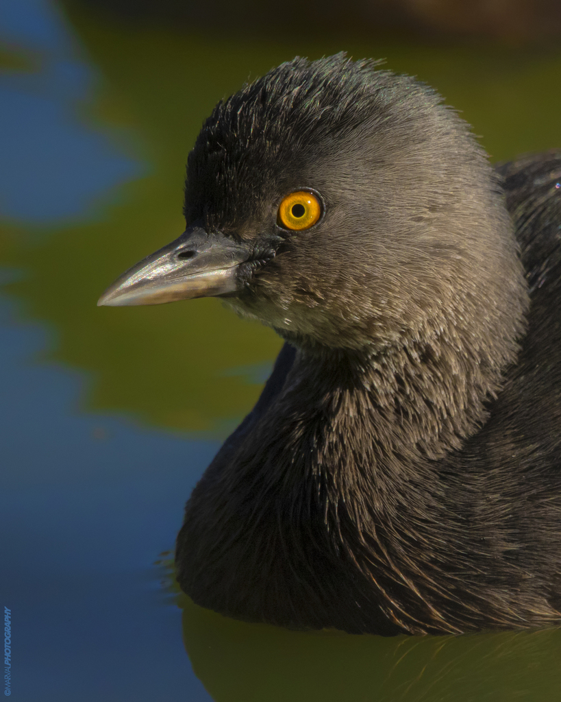 Least Grebe