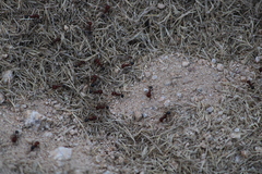 Pogonomyrmex bicolor