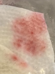 Chlamydomonas nivalis