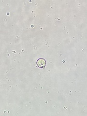 Chlamydomonas nivalis